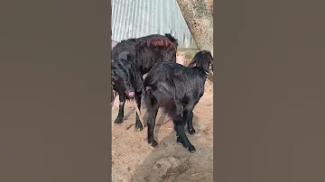 Lots Of Two Goats They Do Very Beautiful Surprising Shoots Which We Enjoy2023 Episode 181 