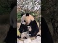 まるでパンダの赤ちゃんたちが「助けて!助けて!」と泣いている声が聞こえるみたい🤭❤️
