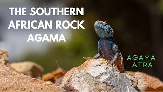 The Southern African Rock Agama (Agama Atra)