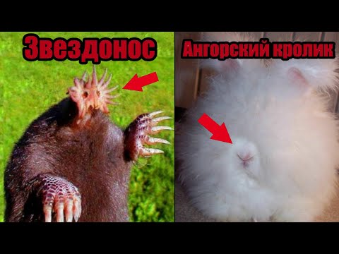 Это самые НЕОБЫЧНЫЕ