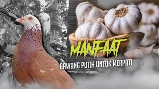 MANFAAT BAWANG PUTIH UNTUK MERPATI!!!