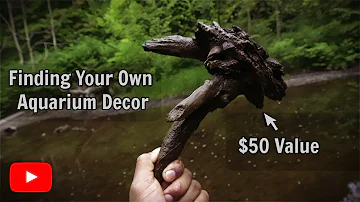 Can you put any kind of wood in an aquarium?