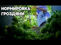 Как улучшить качество винограда при помощи нормировки куста гроздями?