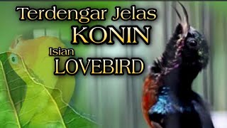 Konin Gacor Isian Lovebird, Jernih