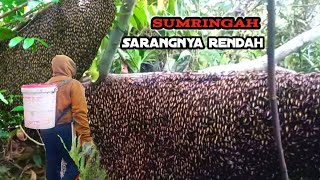 Download Lagu Senangnya dapat sarang yang rendah#bee #honey #panen #madu MP3 Download Lagu Senangnya dapat sarang yang rendah#bee #honey #panen #madu MP3