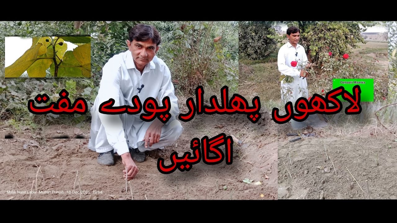  Millions of fruit plants grow for free