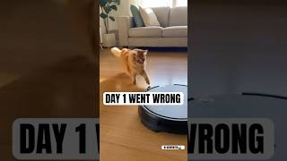This Ai Cats First Day With A Roomba Went Exactly As Expected