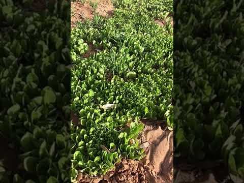 فيديو: خس لوما باتافيان: تعرف على زراعة خس لوما في الحديقة