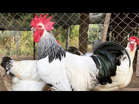 Sussex Chicken |