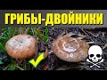 Новичкам. Грибы-двойники. Как их отличить.