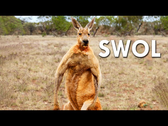 red kangaroo muscles