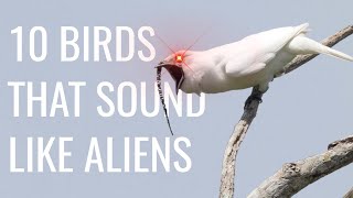 10 Birds That Sound Like Aliens by J Birds 1,948 views 9 months ago 11 minutes, 3 seconds