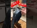 ごはん！あそぼう！おしゃべりカラスのハッピーライブ ハイライト