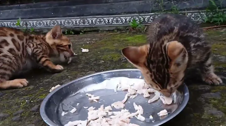 Watch the video about Unique!!! How to eat Bengal kittens are given boiled chicken #kitten #cat #cute