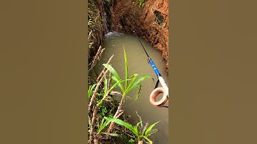 Mancing ikan wader #mancing #fishing #shorts