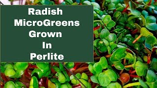 MicroGreens Grown in Perlite