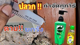 วิธีกำจัดปลวกบุกบ้าน!! แบบเร่งด่วน👉ตายยกรัง