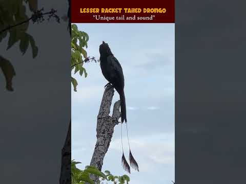 Βίντεο: Πουλί Drongo: πονηρό και όμορφο