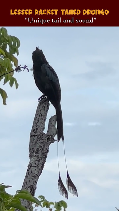 Lesser racquet-tailed drongo