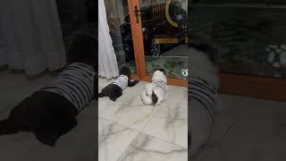 Nhoi Cn Chnh Na Ch cutedog cute doglife doglove