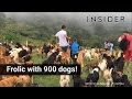 Frolic with 900 dogs in costa rica