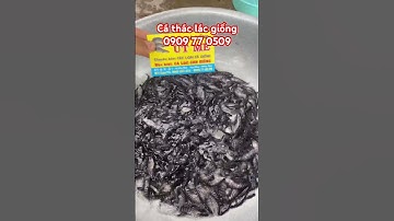 Cá Thác lác giống , cá nàng hai 0909770509 cá đầu vụ