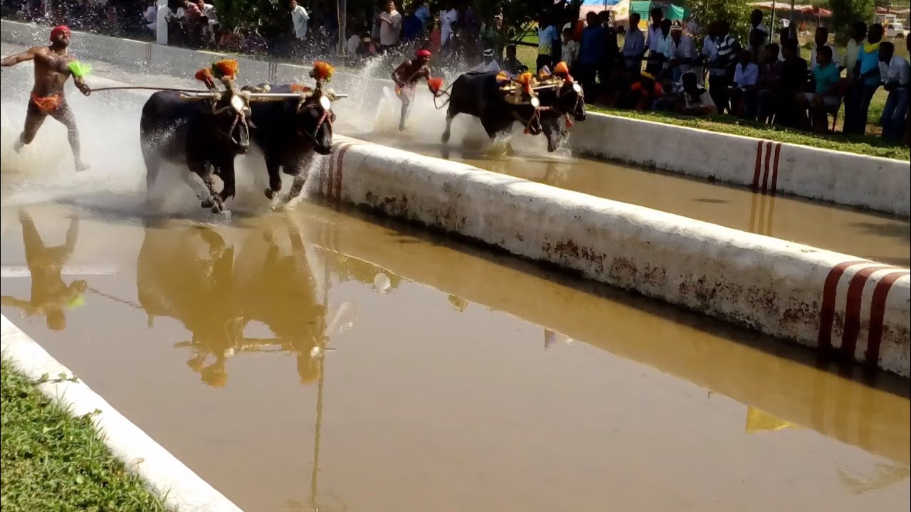 Jappina mogaru kambala 2019