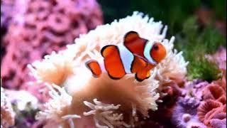 If I Don’t Have You by Emilee Moore