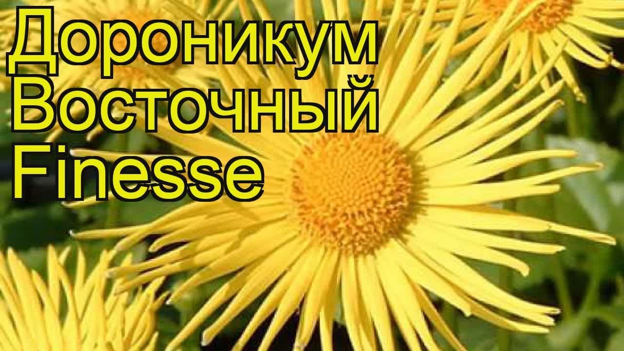 Дороникум восточный Файнес. Краткий обзор, описание характеристик doronicum orientale Finesse