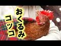 寒波で元気を無くしたニワトリ…まずやる事はコレ！【ニワトリ飼育】#110