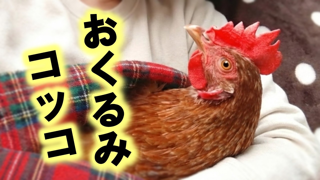 寒波で元気を無くしたニワトリ…まずやる事はコレ！【ニワトリ飼育】#110