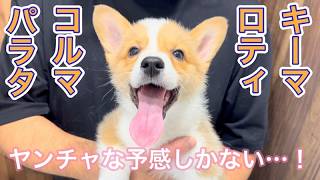 癒しすぎる…！ロティ君ちの新しい犬ちゃんがやってきてくれました！【病院大好きロティ君コルマさんちのパラタ君】#僕です！ #新入りが来たよー！ #ロティ君 #また会いたいねぇ