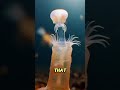 The Immortal Jellyfish That Can Reverse Its Age #facts #immortaljellyfish