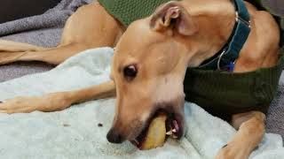 greyhound chewing on bones, part 1