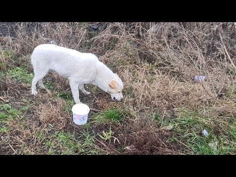 Брошенный у дороги пёс ждёт своего хозяина/Встреча с преданным псом