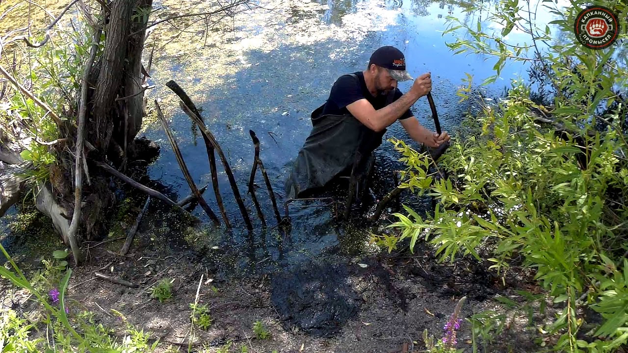 Вакансии работа на бобра. Приманка на бобра beaver Creek. Охота на бобра с приманкой Бивер крик. Бобровая приманить бобра.