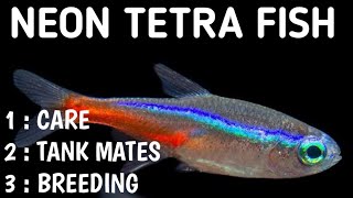 Neon tetra fish care | Breeding | Tank mates | Tank size | Life span.