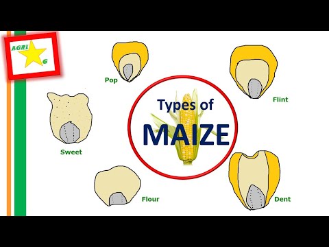 Types of Maize or Corn/Classification of maize/*Flint,pop,sweet,dent,flour,pod,wax corns*//AgristarG