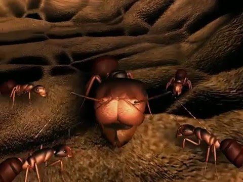 Видео: Французский Back Empire с Antz