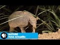 Giant Armadillo Behavior and Habitat