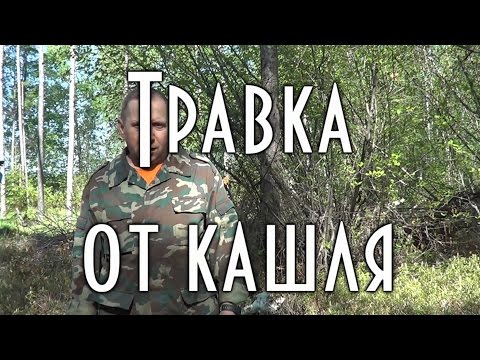 Как заваривать багульник от кашля