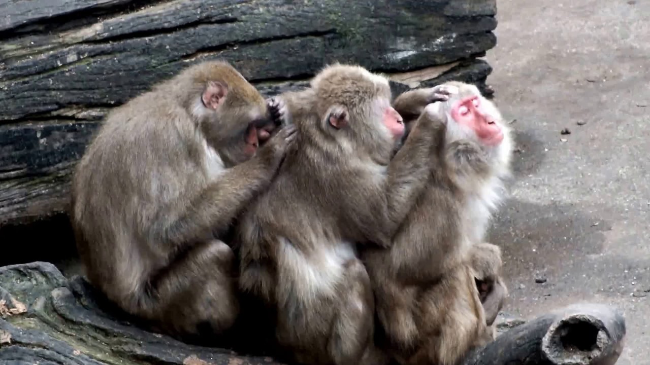 kawaii emoticons #01 Cute! Grooming. Japanese macaques at Hamura Zoo.グルーミング。羽村市動物公園のニホンザル