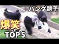 【赤ちゃんパンダ楓浜】笑いたい時はズバリ❗️このパンダ親子を見よう〜🐼