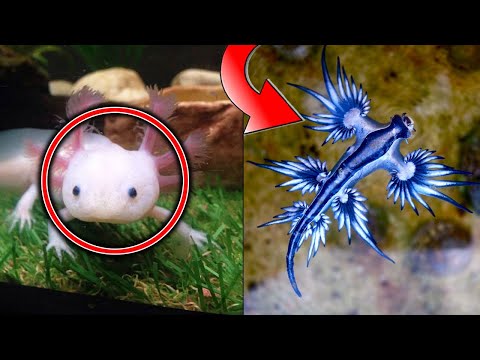 Wideo: Unikalne domowe zwierzęta akwariowe