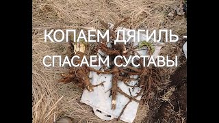 Копаем Дягиль - спасаем суставы.