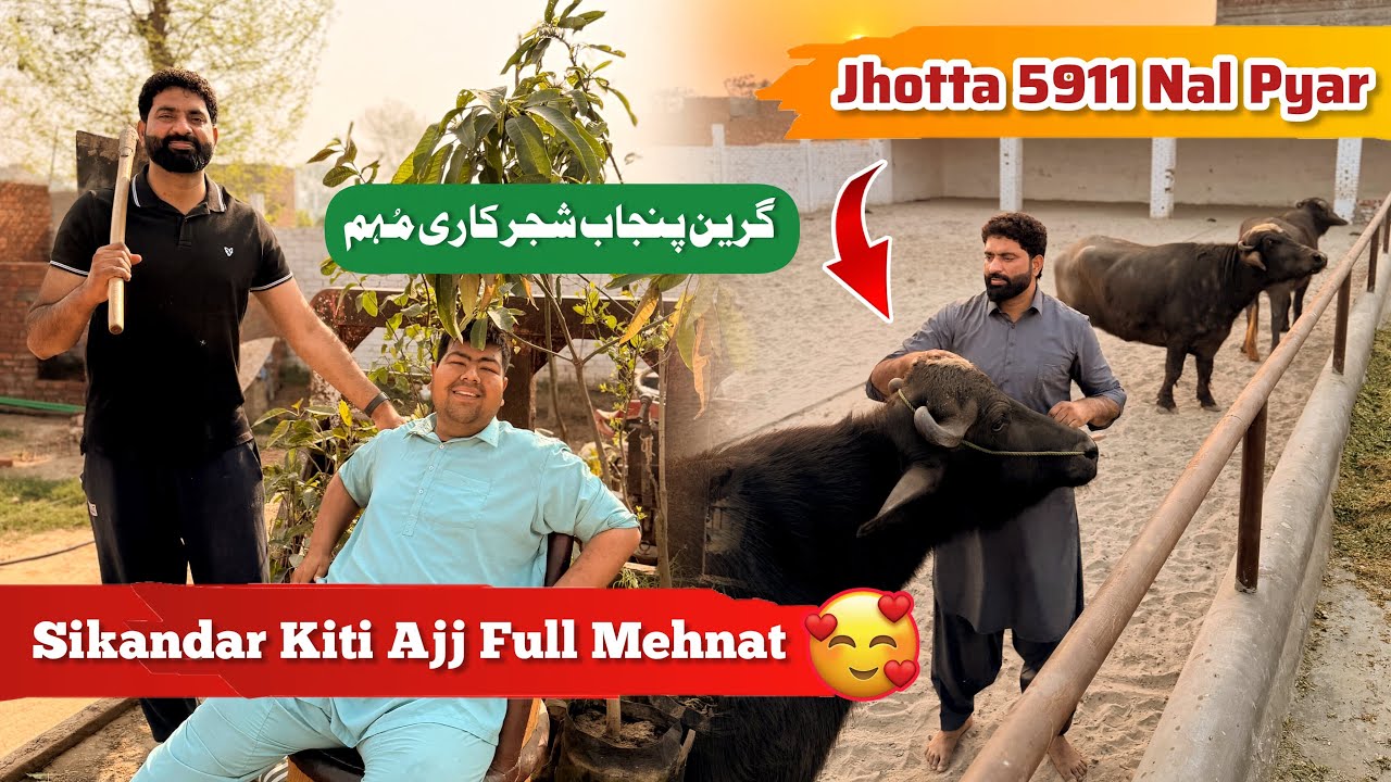 Sikandar Kiti Full Mehnat | Green Punjab | 5911 Jhotta Nal pyar | Nasir Dhillon 