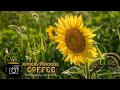 Add Depth and Impact with Color and Light - A Sunflower Edit with Lightroom Classic
