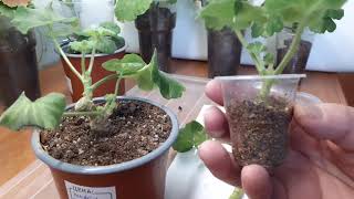 видео: Если не получается вырастить черенки пеларгонии,попробуйте таким способом. картинка: Если не получается вырастить черенки пеларгонии,попробуйте таким способом.