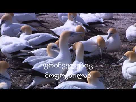 3 მარტი მანანა 2