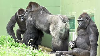 Shabani family on Annie's birthday. Gorilla, Silverback.